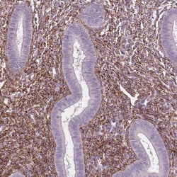 Invitrogen Fibrillin 1 Monoclonal Antibody (CL0226) 100 &mu;L; Unconjugated:Antibodies,