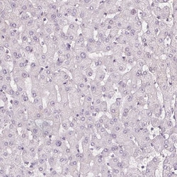 Invitrogen Fibrillin 1 Monoclonal Antibody (CL0226) 100 &mu;L; Unconjugated:Antibodies,