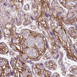 Invitrogen Fibrillin 1 Monoclonal Antibody (CL0226) 100 &mu;L; Unconjugated:Antibodies,