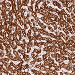 Invitrogen SDHB Monoclonal Antibody (CL0347) 100 &mu;L; Unconjugated:Antibodies,