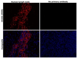 Invitrogen CD206 Monoclonal Antibody (CL0387) 100 &mu;L; Unconjugated:Antibodies,