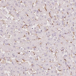 Invitrogen CD206 Monoclonal Antibody (CL0387) 100 &mu;L; Unconjugated:Antibodies,