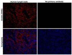 Invitrogen CD206 Monoclonal Antibody (CL0387) 100 &mu;L; Unconjugated:Antibodies,