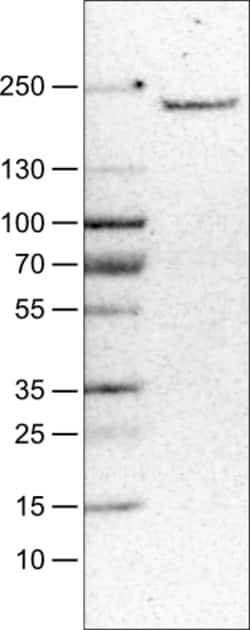 Invitrogen CD206 Monoclonal Antibody (CL0387) 100 &mu;L | Buy Online | Invitrogen&trade; | Fisher Scientific