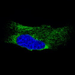 Invitrogen Metadherin Monoclonal Antibody (CL0397) 100 &mu;L; Unconjugated:Antibodies,