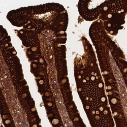 Apolipoprotein A4 Monoclonal Antibody (CL0468):Antibodies, Monoclonal