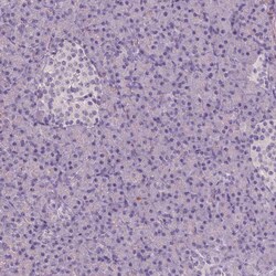 Apolipoprotein A4 Monoclonal Antibody (CL0468):Antibodies, Monoclonal