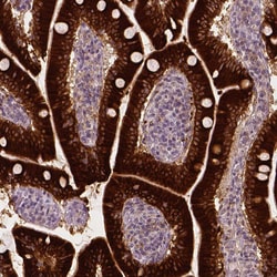 Apolipoprotein A4 Monoclonal Antibody (CL0468):Antibodies, Monoclonal