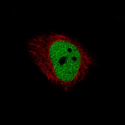Invitrogen HDAC1 Monoclonal Antibody (CL0510) 100 &mu;L; Unconjugated:Antibodies,