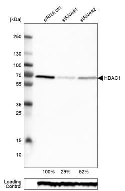 Invitrogen HDAC1 Monoclonal Antibody (CL0510) 100 &mu;L; Unconjugated:Antibodies,