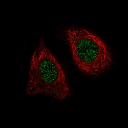 Invitrogen BRD4 Monoclonal Antibody (CL1115) 100 &mu;L; Unconjugated:Antibodies,