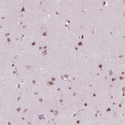 Invitrogen BRD4 Monoclonal Antibody (CL1115) 100 &mu;L; Unconjugated:Antibodies,
