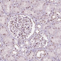 Invitrogen BRD4 Monoclonal Antibody (CL1115) 100 &mu;L; Unconjugated:Antibodies,