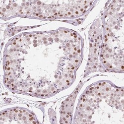 Invitrogen BRD4 Monoclonal Antibody (CL1115) 100 &mu;L; Unconjugated:Antibodies,