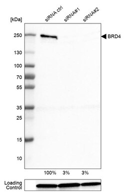 Invitrogen BRD4 Monoclonal Antibody (CL1115) 100 &mu;L | Buy Online | Invitrogen&trade; | Fisher Scientific