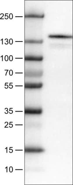 Invitrogen c-Kit Monoclonal Antibody (CL1657) 100 &mu;L; Unconjugated:Antistoffer