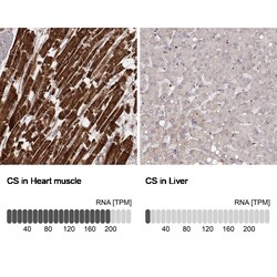 Invitrogen Citrate Synthase Monoclonal Antibody (CL2545) 100 &mu;L; Unconjugated:Antibodies,