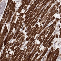 Invitrogen Citrate Synthase Monoclonal Antibody (CL2545) 100 &mu;L; Unconjugated:Antibodies,