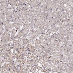 Invitrogen Citrate Synthase Monoclonal Antibody (CL2545) 100 &mu;L; Unconjugated:Antibodies,