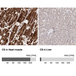 Invitrogen Citrate Synthase Monoclonal Antibody (CL2561) 100 &mu;L; Unconjugated:Antibodies,