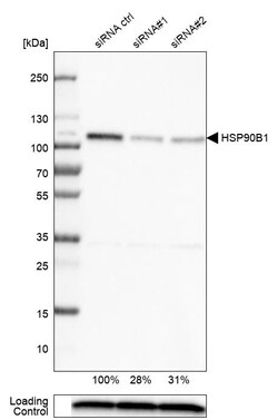 Invitrogen GRP94 Monoclonal Antibody (CL2647) 100 &mu;L | Buy Online | Invitrogen&trade; | Fisher Scientific