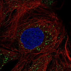Invitrogen ACAA1 Monoclonal Antibody (CL2663) 100 &mu;L | Buy Online | Invitrogen&trade; | Fisher Scientific