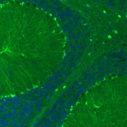 Invitrogen S100B Monoclonal Antibody (CL2720) 100 &mu;L; Unconjugated:Antibodies,