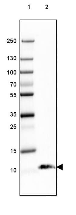 Invitrogen S100B Monoclonal Antibody (CL2720) 100 &mu;L; Unconjugated:Antibodies,