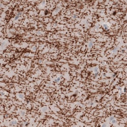 Invitrogen MBP Monoclonal Antibody (CL2827) 100 &mu;L; Unconjugated:Antibodies,
