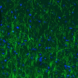 Invitrogen MBP Monoclonal Antibody (CL2827) 100 &mu;L; Unconjugated:Antibodies,