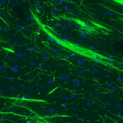 Invitrogen MBP Monoclonal Antibody (CL2827) 100 &mu;L; Unconjugated:Antibodies,