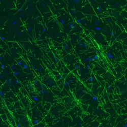 Invitrogen MBP Monoclonal Antibody (CL2827) 100 &mu;L; Unconjugated:Antibodies,