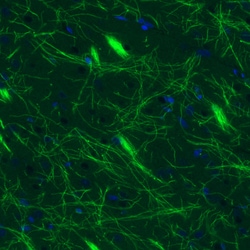 Invitrogen MBP Monoclonal Antibody (CL2827) 100 &mu;L; Unconjugated:Antibodies,