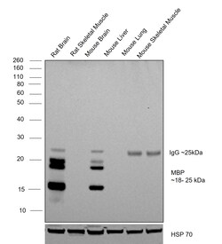 Invitrogen MBP Monoclonal Antibody (CL2827) 100 &mu;L; Unconjugated:Antibodies,