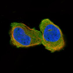 Invitrogen CNPase Monoclonal Antibody (CL2887) 100 &mu;L; Unconjugated:Antibodies,