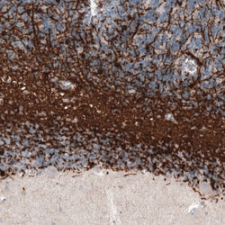 Invitrogen CNPase Monoclonal Antibody (CL2887) 100 &mu;L; Unconjugated:Antibodies,