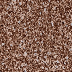 Invitrogen CNPase Monoclonal Antibody (CL2887) 100 &mu;L; Unconjugated:Antibodies,