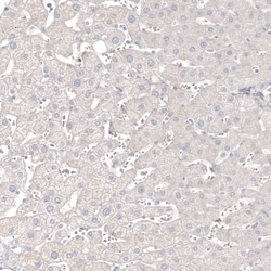 Invitrogen CNPase Monoclonal Antibody (CL2887) 100 &mu;L; Unconjugated:Antibodies,