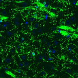 Invitrogen CNPase Monoclonal Antibody (CL2887) 100 &mu;L; Unconjugated:Antibodies,