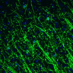 Invitrogen CNPase Monoclonal Antibody (CL2887) 100 &mu;L; Unconjugated:Antibodies,