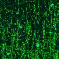 Invitrogen CNPase Monoclonal Antibody (CL2887) 100 &mu;L; Unconjugated:Antibodies,
