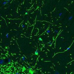 Invitrogen CNPase Monoclonal Antibody (CL2887) 100 &mu;L; Unconjugated:Antibodies,