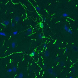 Invitrogen CNPase Monoclonal Antibody (CL2887) 100 &mu;L; Unconjugated:Antibodies,