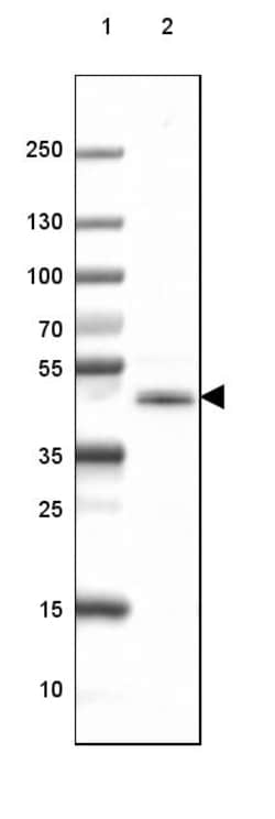 Invitrogen CNPase Monoclonal Antibody (CL2887) 100 &mu;L | Buy Online | Invitrogen&trade; | Fisher Scientific