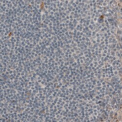 Invitrogen Laminin beta-1 Monoclonal Antibody (CL2970) 100 &mu;L; Unconjugated:Antibodies,