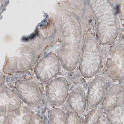 Invitrogen Laminin beta-1 Monoclonal Antibody (CL2970) 100 &mu;L; Unconjugated:Antibodies,