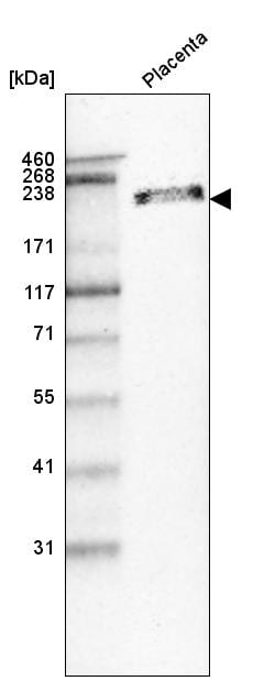 Invitrogen Laminin beta-1 Monoclonal Antibody (CL2970) 100 &mu;L; Unconjugated:Antibodies