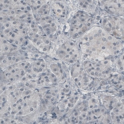 Invitrogen Glutamine Synthetase Monoclonal Antibody (CL2999) 100 &mu;L;