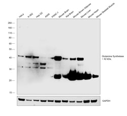 Invitrogen Glutamine Synthetase Monoclonal Antibody (CL2999) 100 &mu;L;