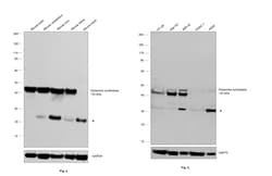 Invitrogen Glutamine Synthetase Monoclonal Antibody (CL2999) 100 &mu;L;